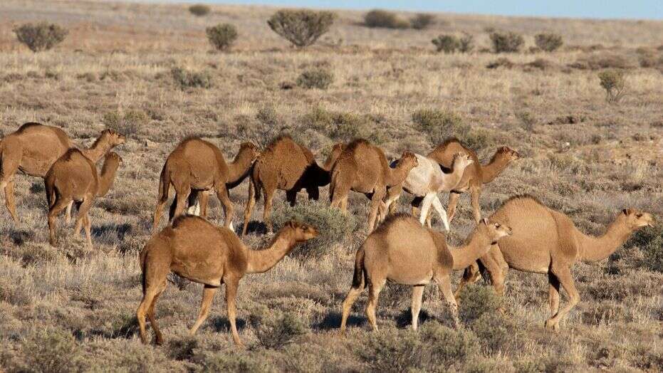 More than 5,000 feral camels were killed as part of a massive cull in