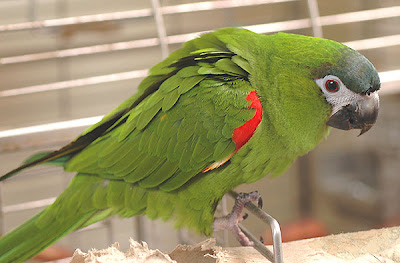 Hanhs Macaw Parrot Price